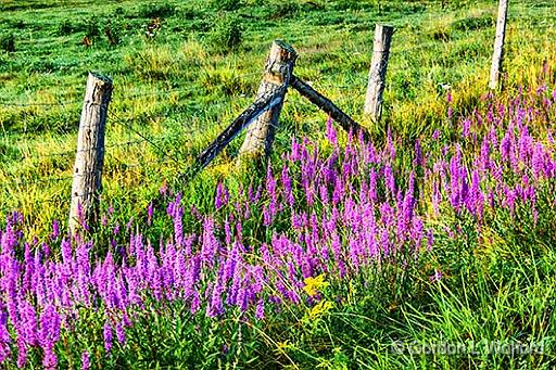Purple Loosestrife Along Fence_P1170141-3.jpg - Photographed near Smiths Falls, Ontario, Canada.